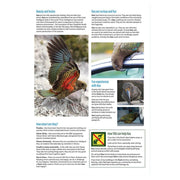 Clever Kiwi Kea Studies Book_4