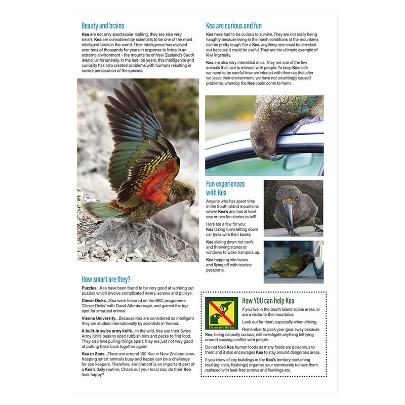Clever Kiwi Kea Studies Book_4