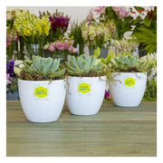 Avery Label L7119 Square White Glossy 35up 10 Sheets-Officecentre