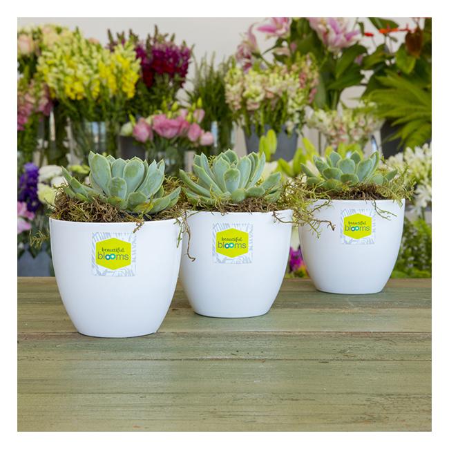 Avery Label L7119 Square White Glossy 35up 10 Sheets-Officecentre